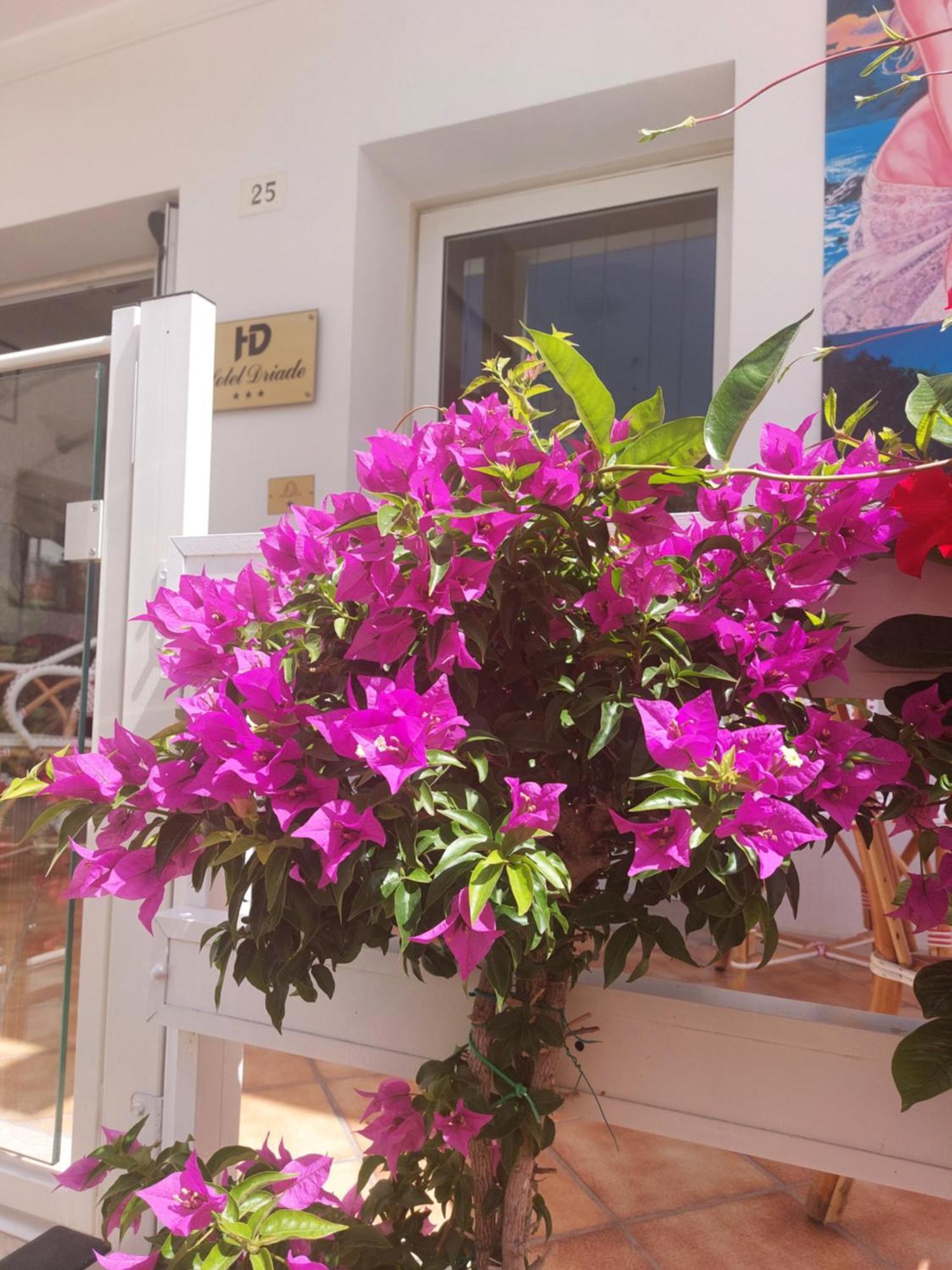 Hotel Driade Sul Mare ริมินี ภายนอก รูปภาพ